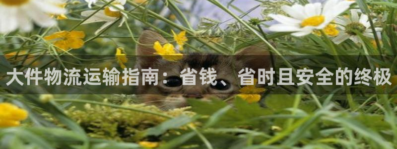 28圈反水