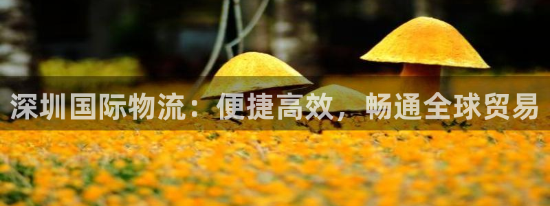 28圈ccm官网版